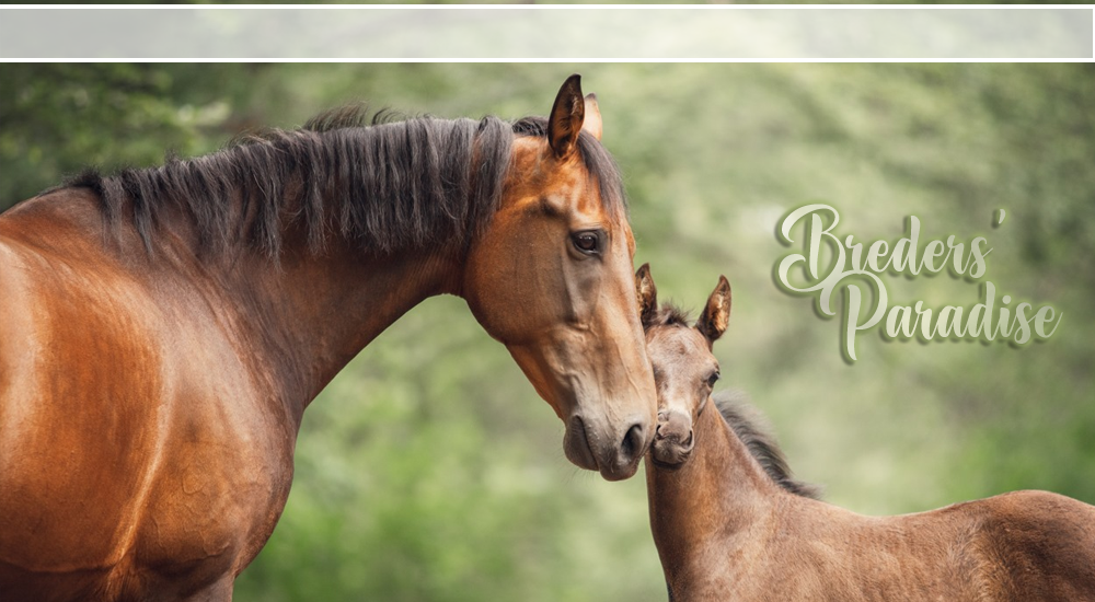 Breeders Paradise